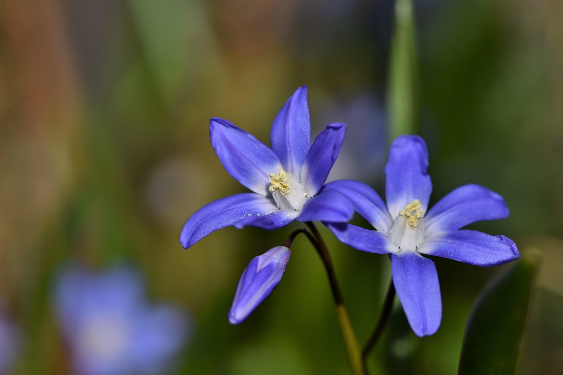 Весной все их путают: чем отличается пролисок от подснежника и за какие цветы могут наказать