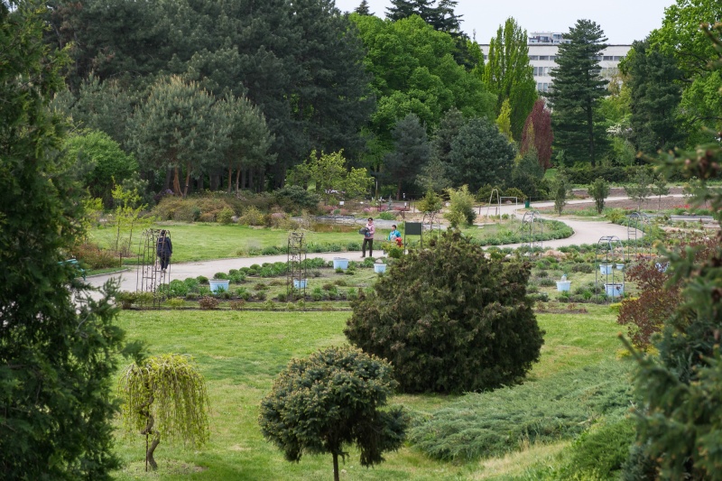 Бузок старіє, а кедр стане новим символом Києва, - Микола Шумик, Ботсад ім. Гришка