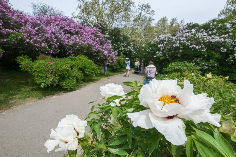 Бузок старіє, а кедр стане новим символом Києва, - Микола Шумик, Ботсад ім. Гришка