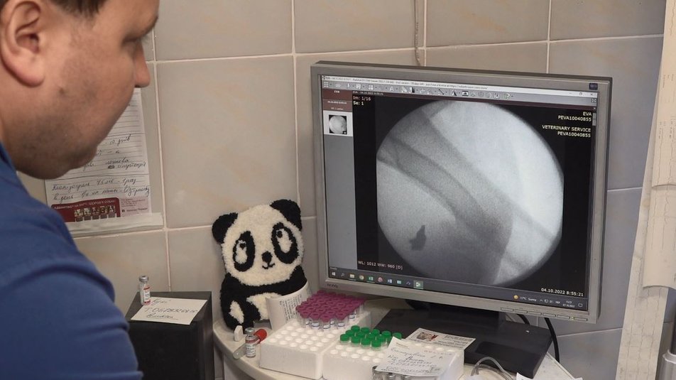 У Черкасах прооперували поранену собаку Єву, яку боєць ЗСУ 12 годин віз із Лимана