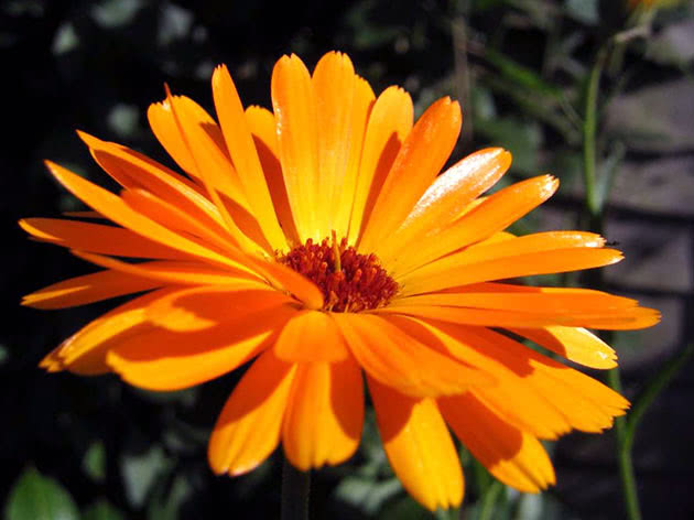 Какие цветы лучше посеять в начале зимы по снегу: "топ" растений