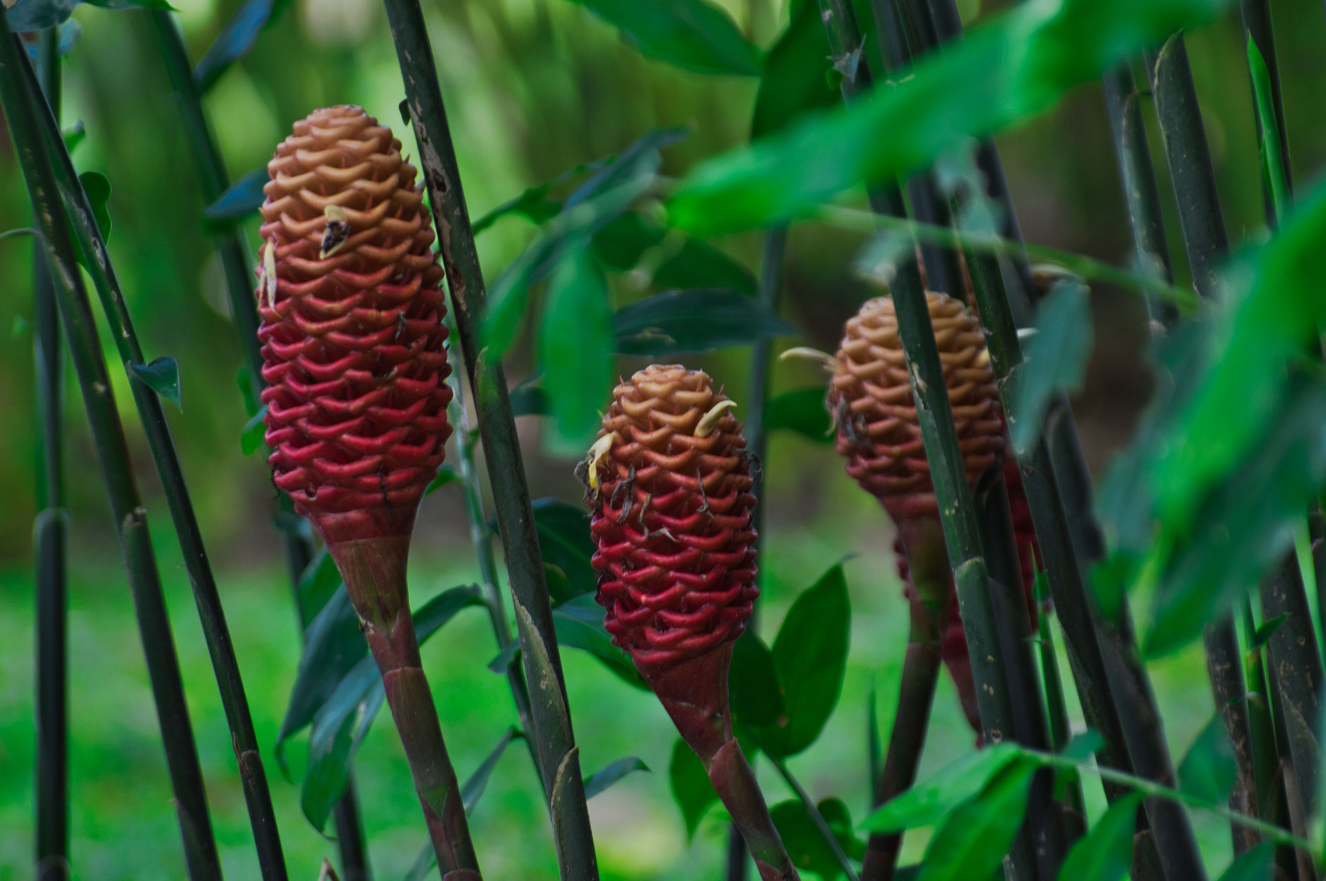 Имбирь - не только пряный корень, но еще и очень красивый цветок: как его вырастить