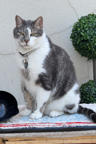 Этот кот из приюта удивил весь мир: он стал сенсацией, потому что сделал действительно невозможное