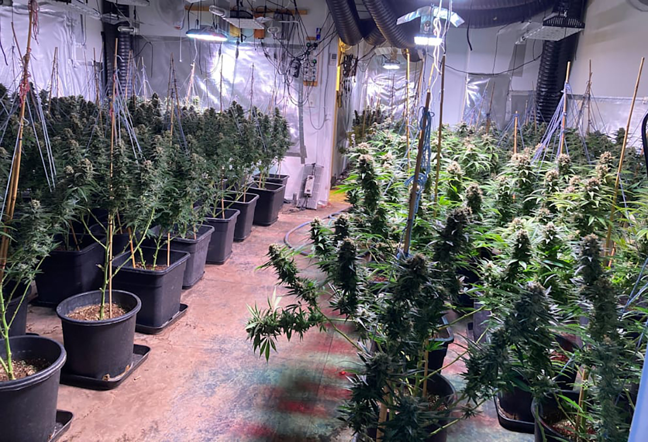 Спадщина з "ароматом" гашишу: жінці заповіли будинок з величезною плантацією