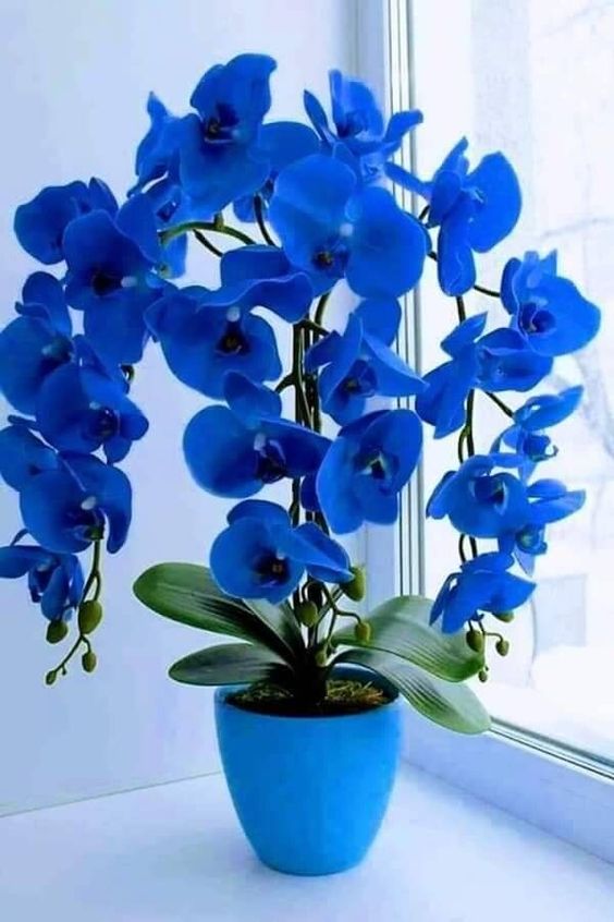 Эти пять растений украсят ваш дом зимой: они цветут круглый год