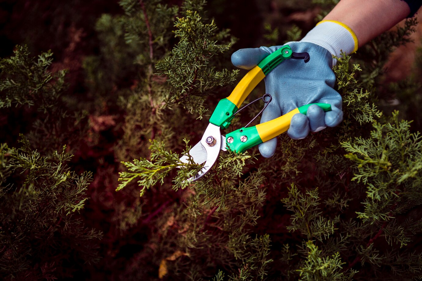 Які дерева категорично не можна обрізати навесні: про це не знають навіть досвідчені садівники