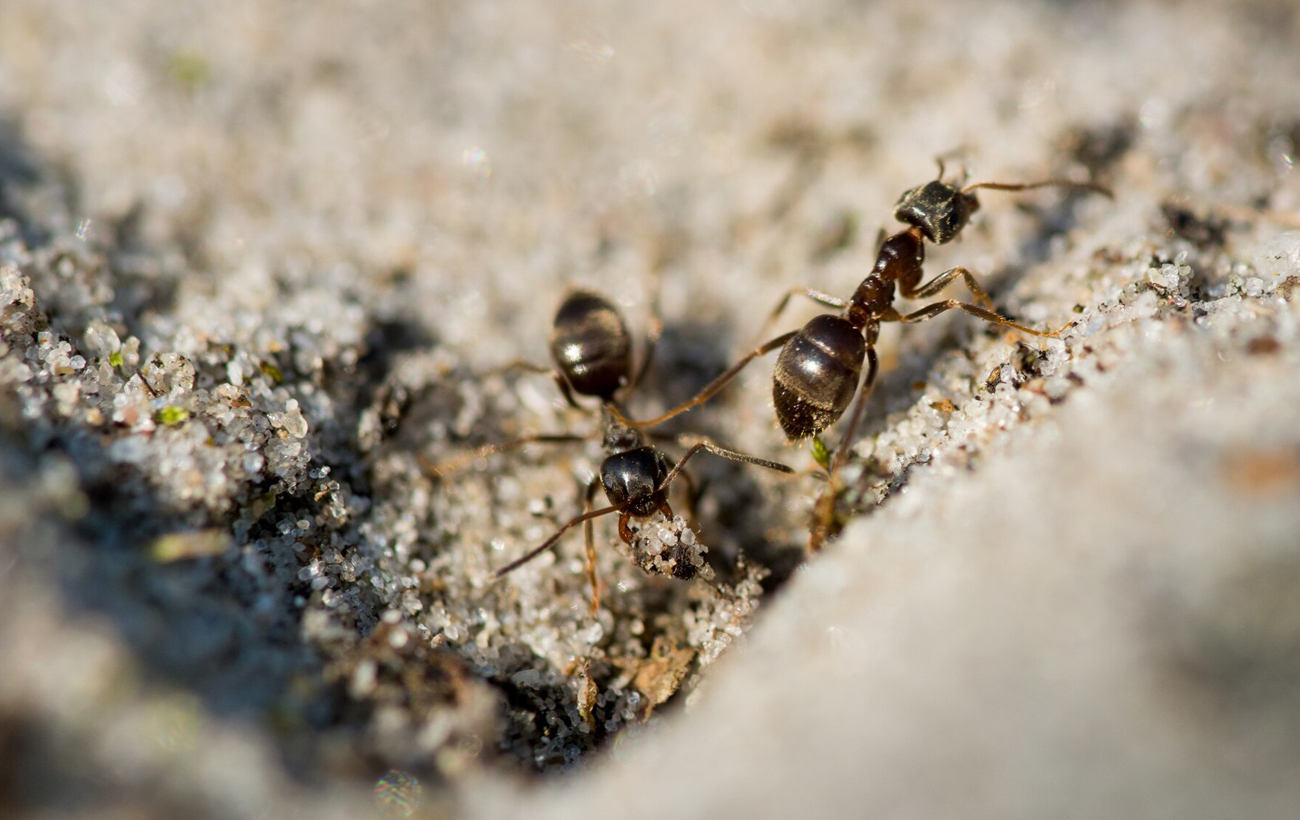 Топ-5 дивовижних фактів, чому тварини перевершують людину