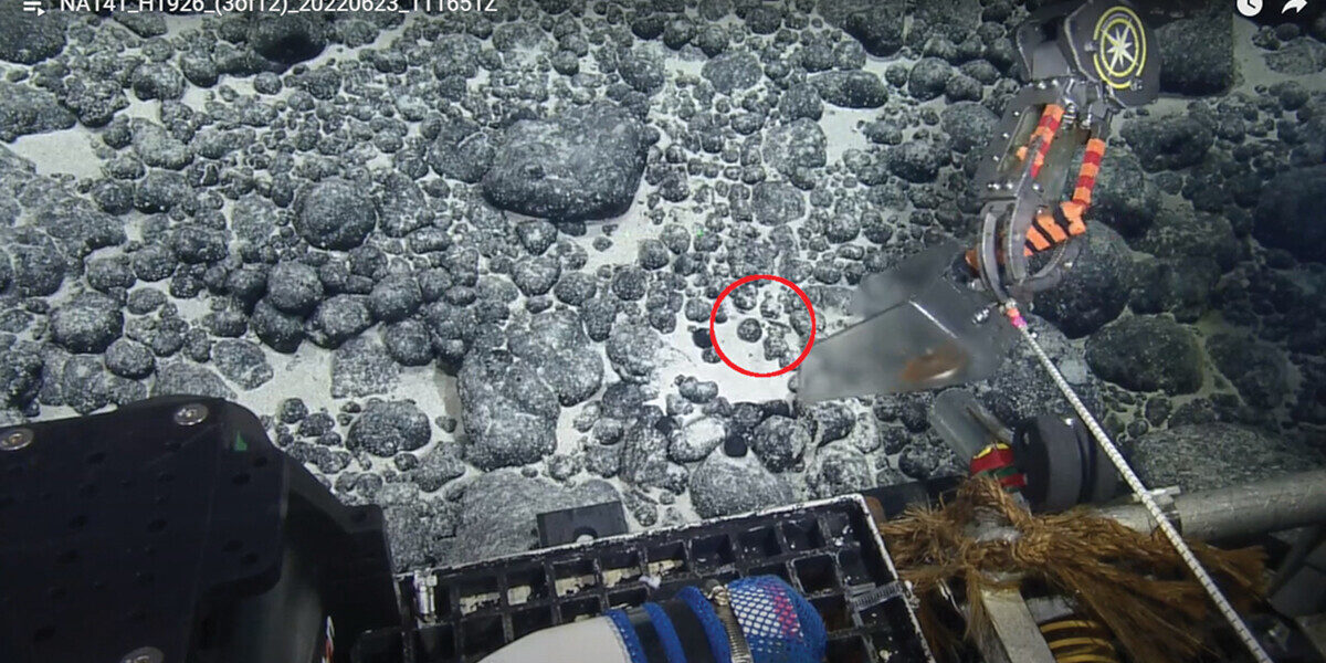 Вчені знайшли зуб мегалодона, якому кілька мільйон років