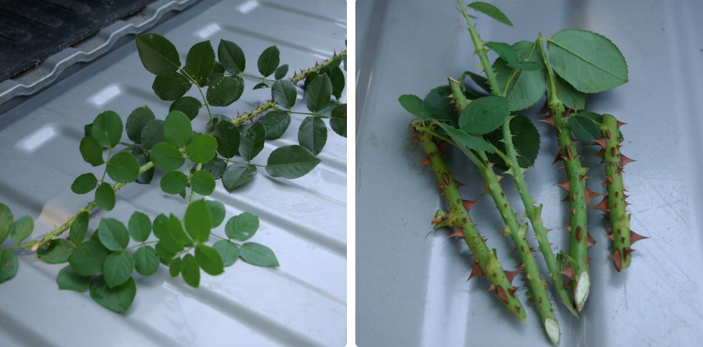 Як укорінити квіти з подарованого букету: кращі способи зі 100% результатом