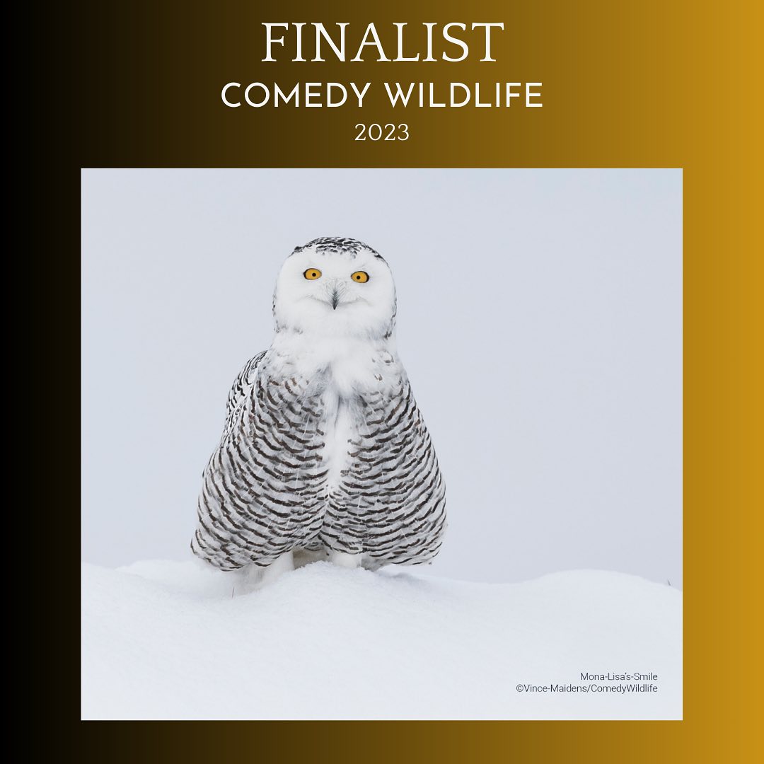 Дивіться найкумедніші знімки дикої природи 2023: неймовірні моменти на фото