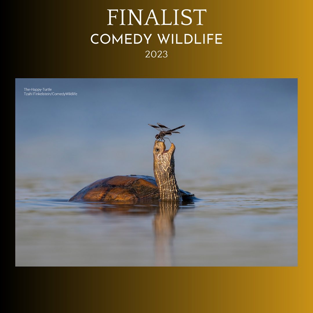 Дивіться найкумедніші знімки дикої природи 2023: неймовірні моменти на фото