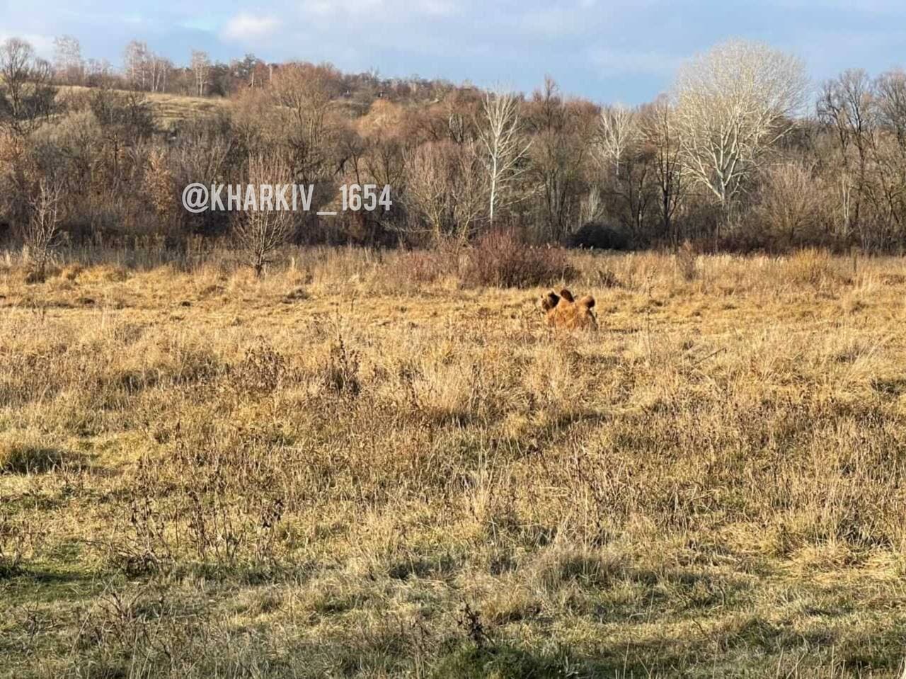 Під Харковом на полі пасеться верблюд: "глобальне потепління докотилося" (фото)