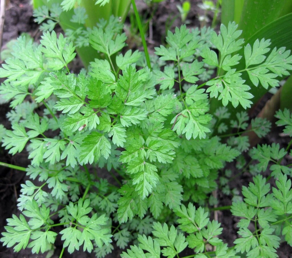 Ви вважали ці рослини не їстівними, але їх можна додавати до раціону (фото)