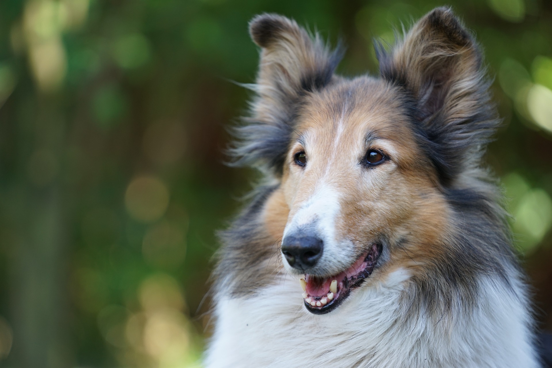 Ці 10 порід собак вважаються найрозумніші у світі: фото і опис