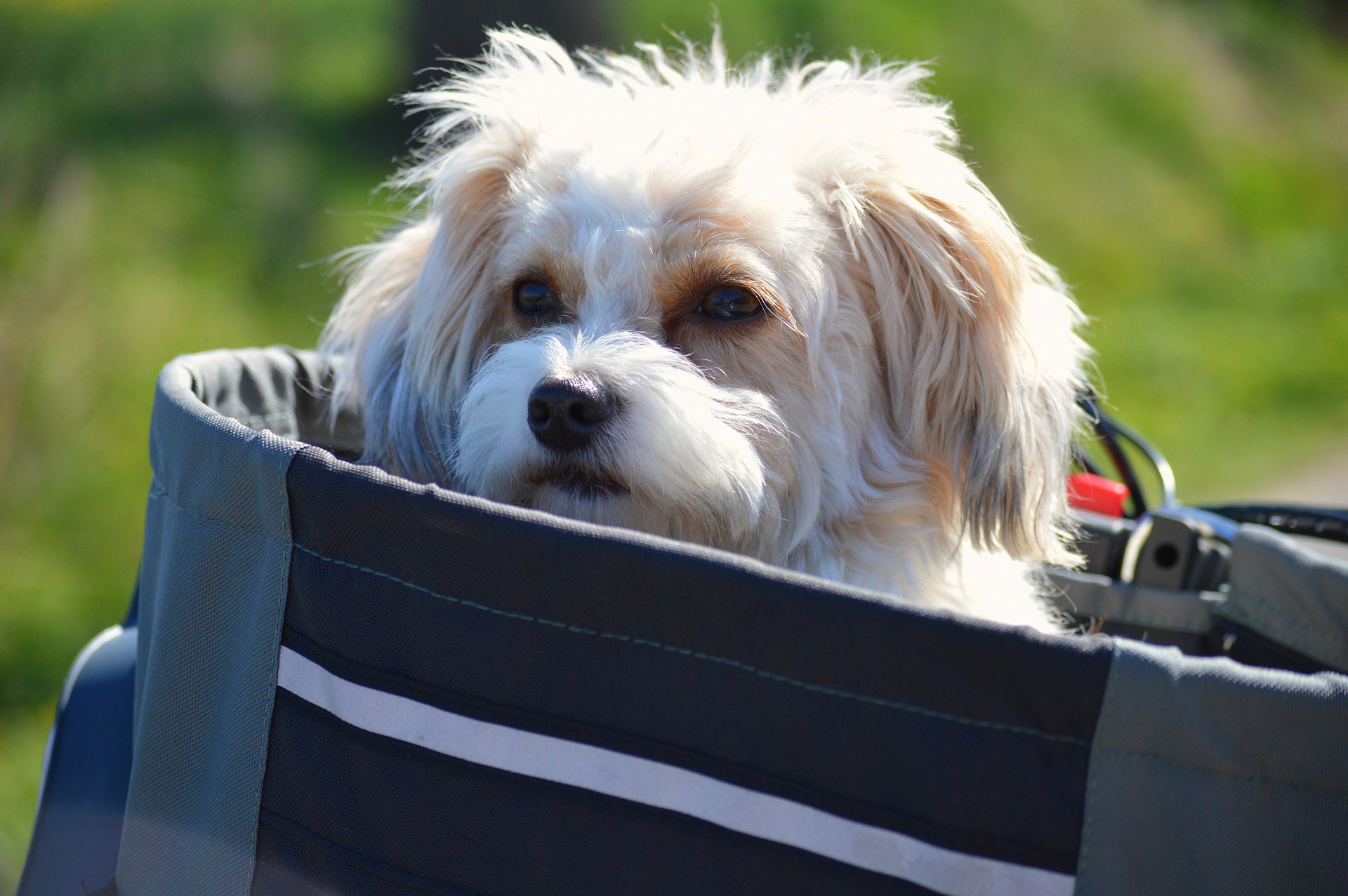 10 найменших порід собак у світі: від популярних до маловідомих