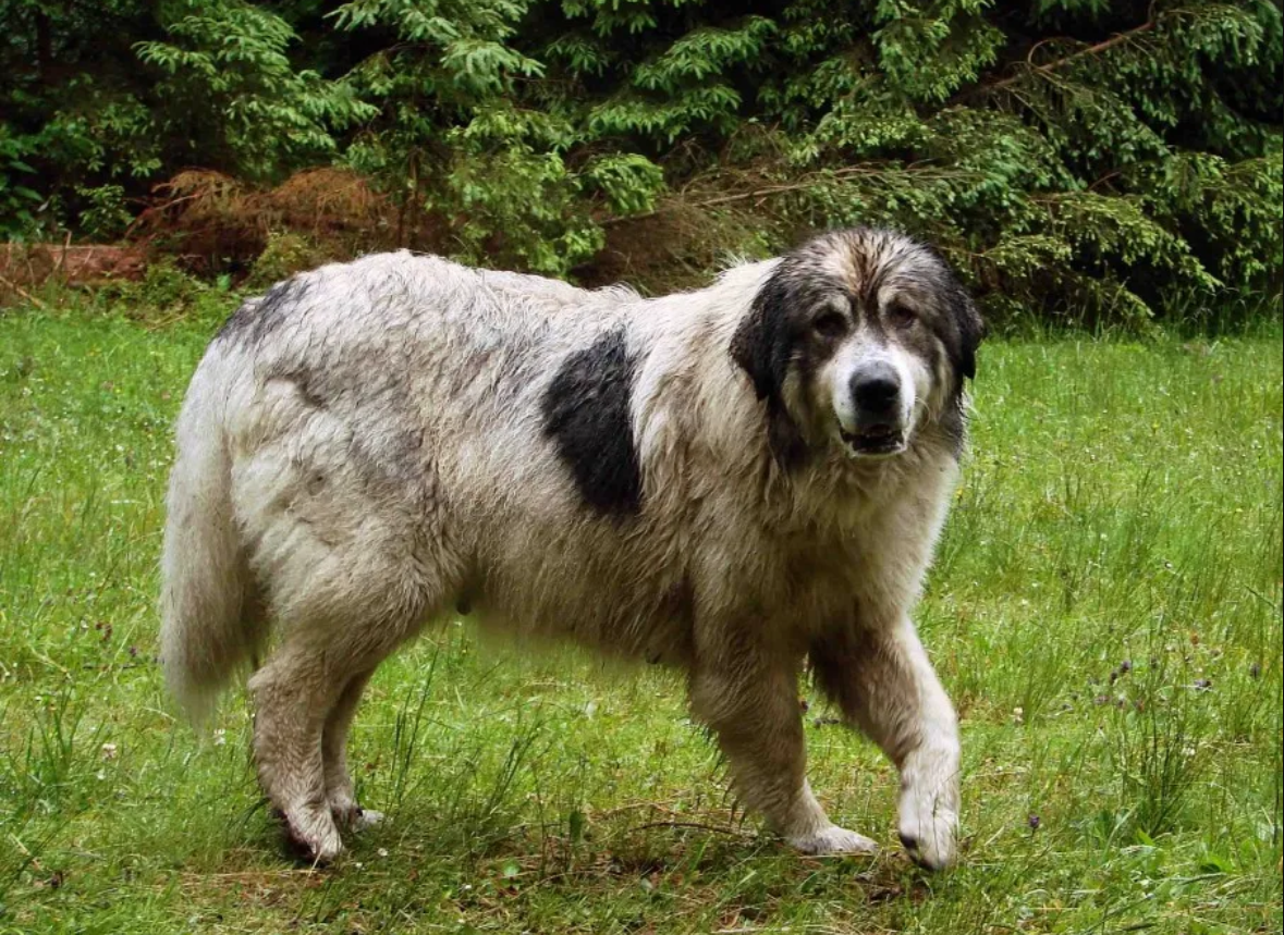 Оточують і атакують. Туристів у Карпатах попереджають про напади вівчарських собак