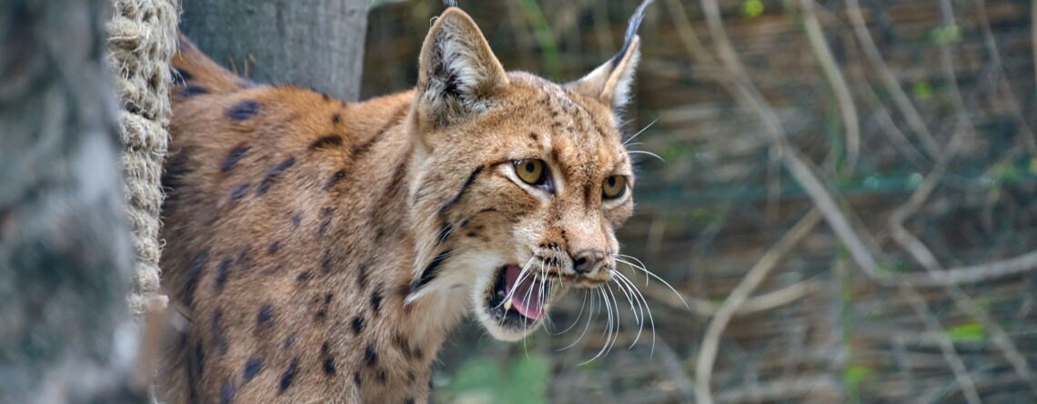 "Пухнастий умилянт". В Карпатах помітили "червонокнижну" тварину, яка прогулювалася біля кордону