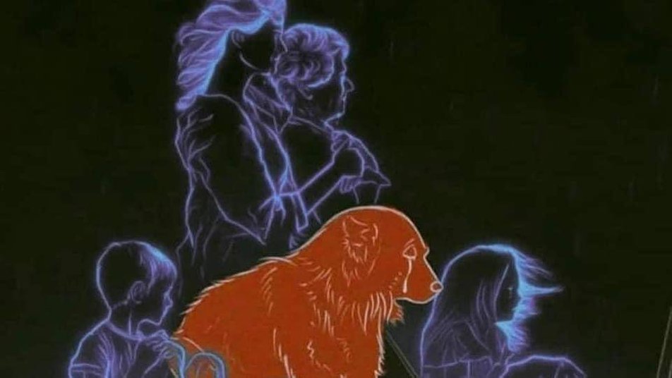 Має проблеми зі здоров'ям: як зараз живе пес Крим, який плакав на руїнах будинку у Дніпрі