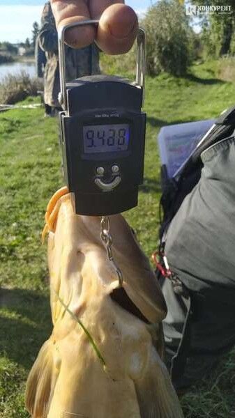 Витягав 30 хвилин: у Луцьку рибалка спіймав величезного коропа та показав фото гіганта