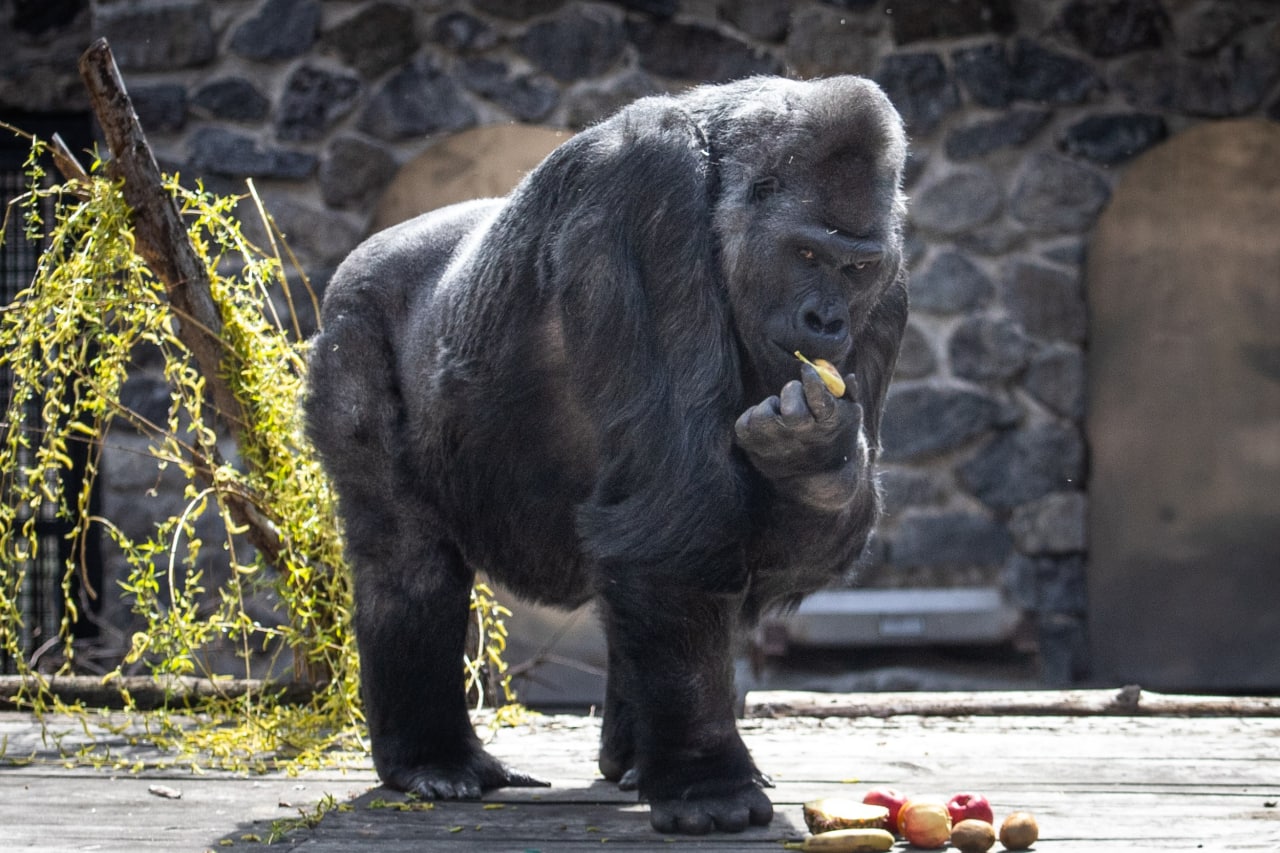 Київський зоопарк прийняв біженців з інших звіринців України: неймовірно милі фото