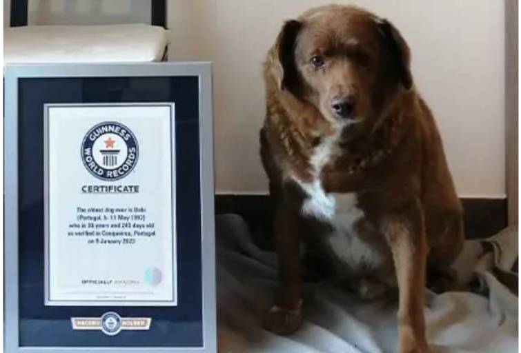 Переживуть вас і ваших дітей. Ці домашні тварини живуть найдовше (фото)