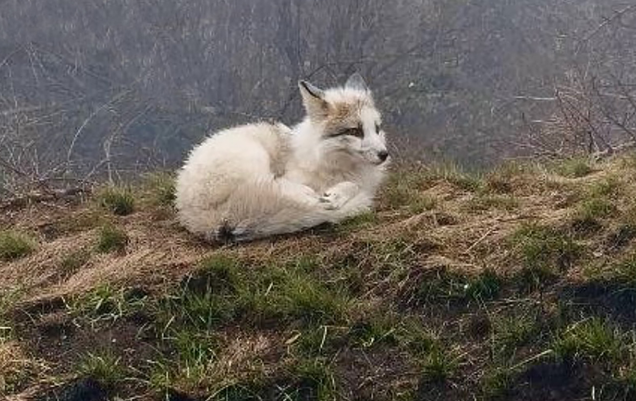 В Марганце побачили рідкісного звіря, який занесений у Червону книгу