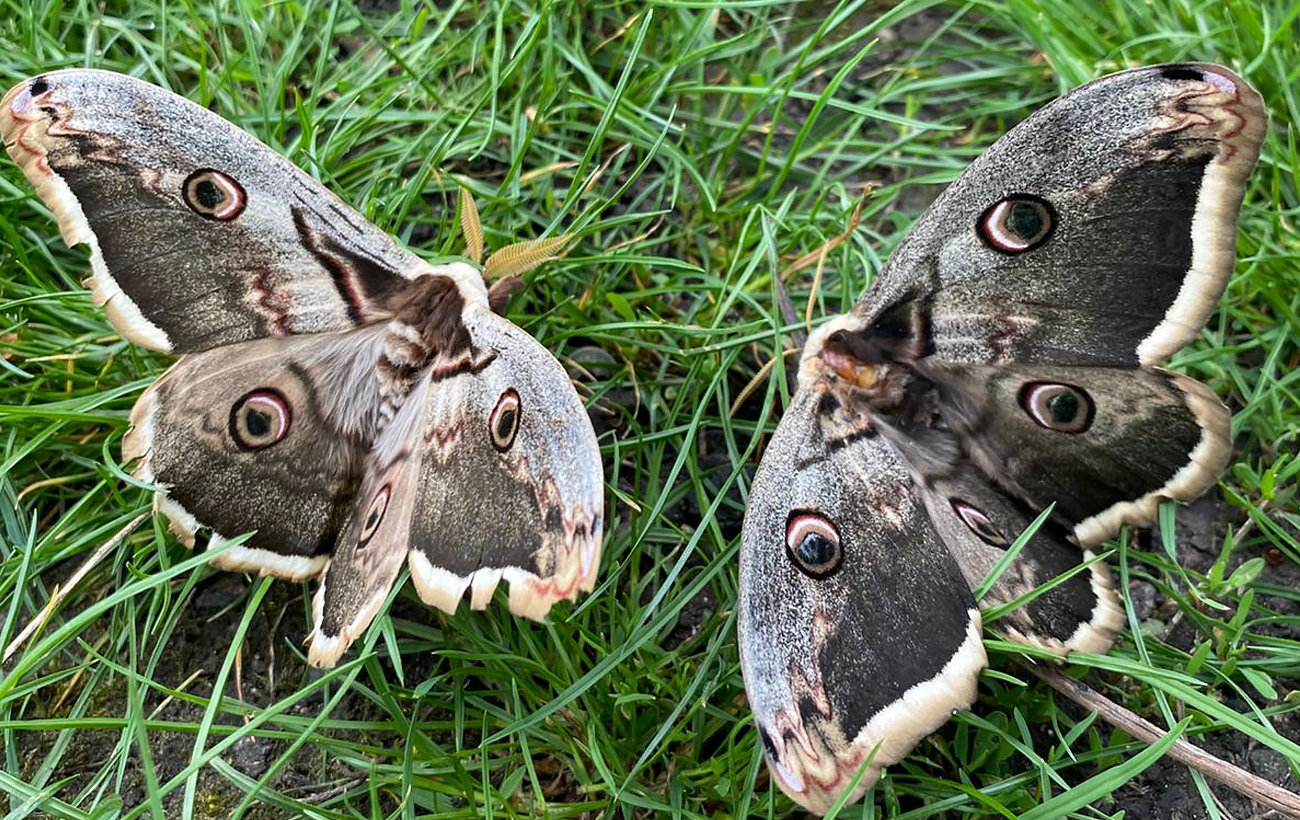 В Одесской области заметили самую большую бабочку Европы: почему увидеть ее - большая удача?