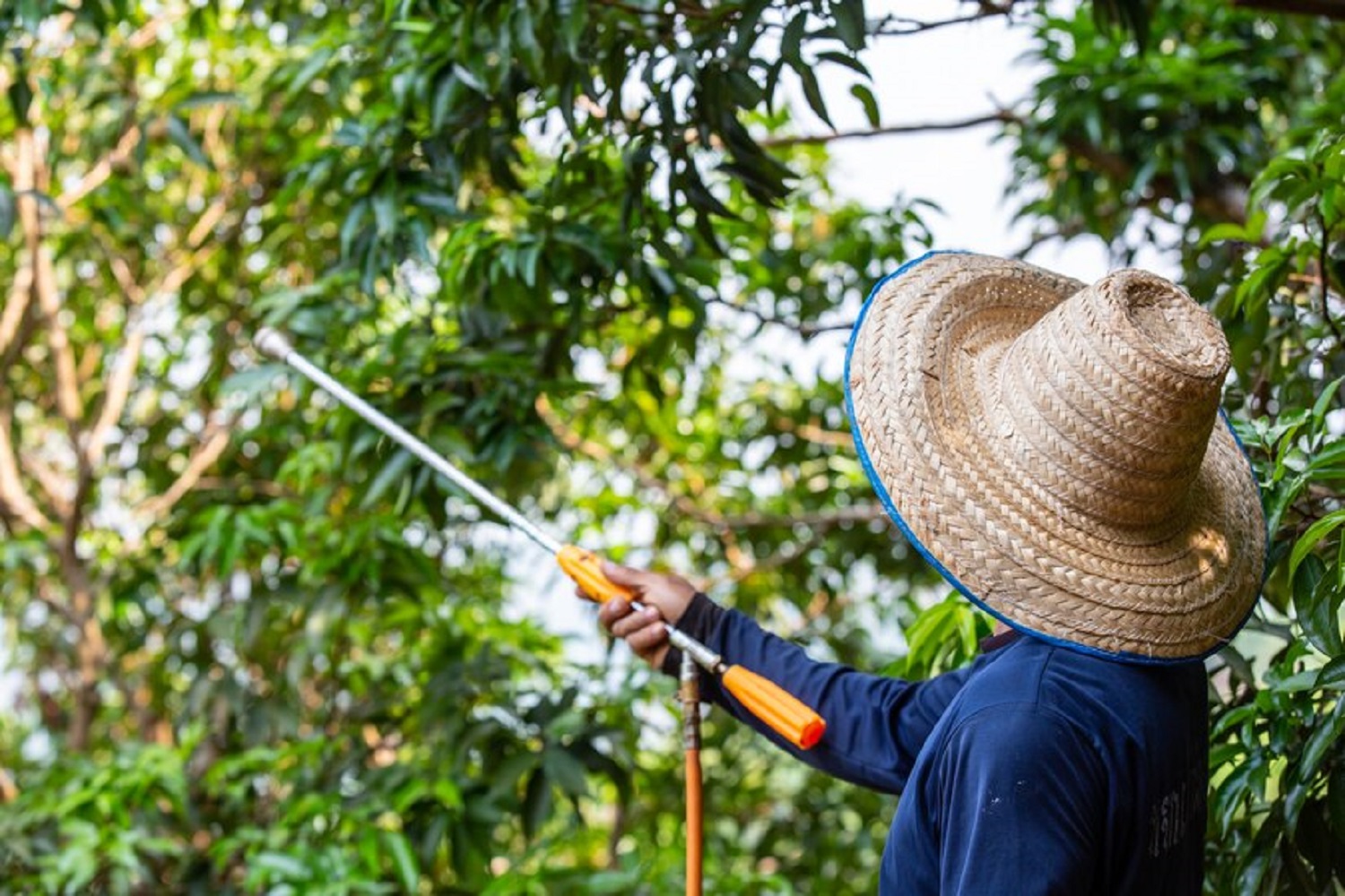 Яблоки гниют на дереве? Что делать, чтобы спасти урожай