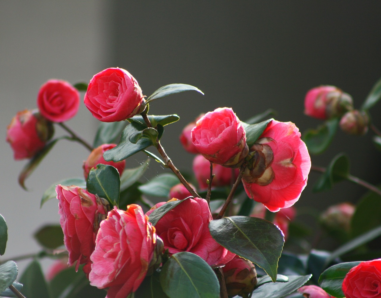 Які рослини не варто ставити на балконі: можуть зачахнути або сильно заважати