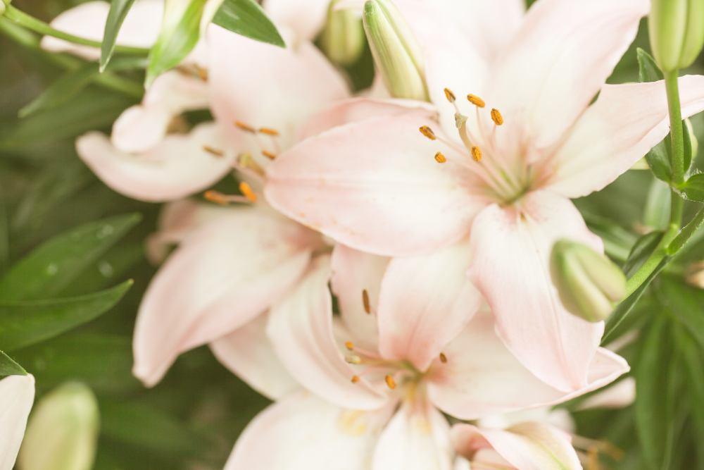 Які квіти дарувати жінці на свята та що вони означають (фото)