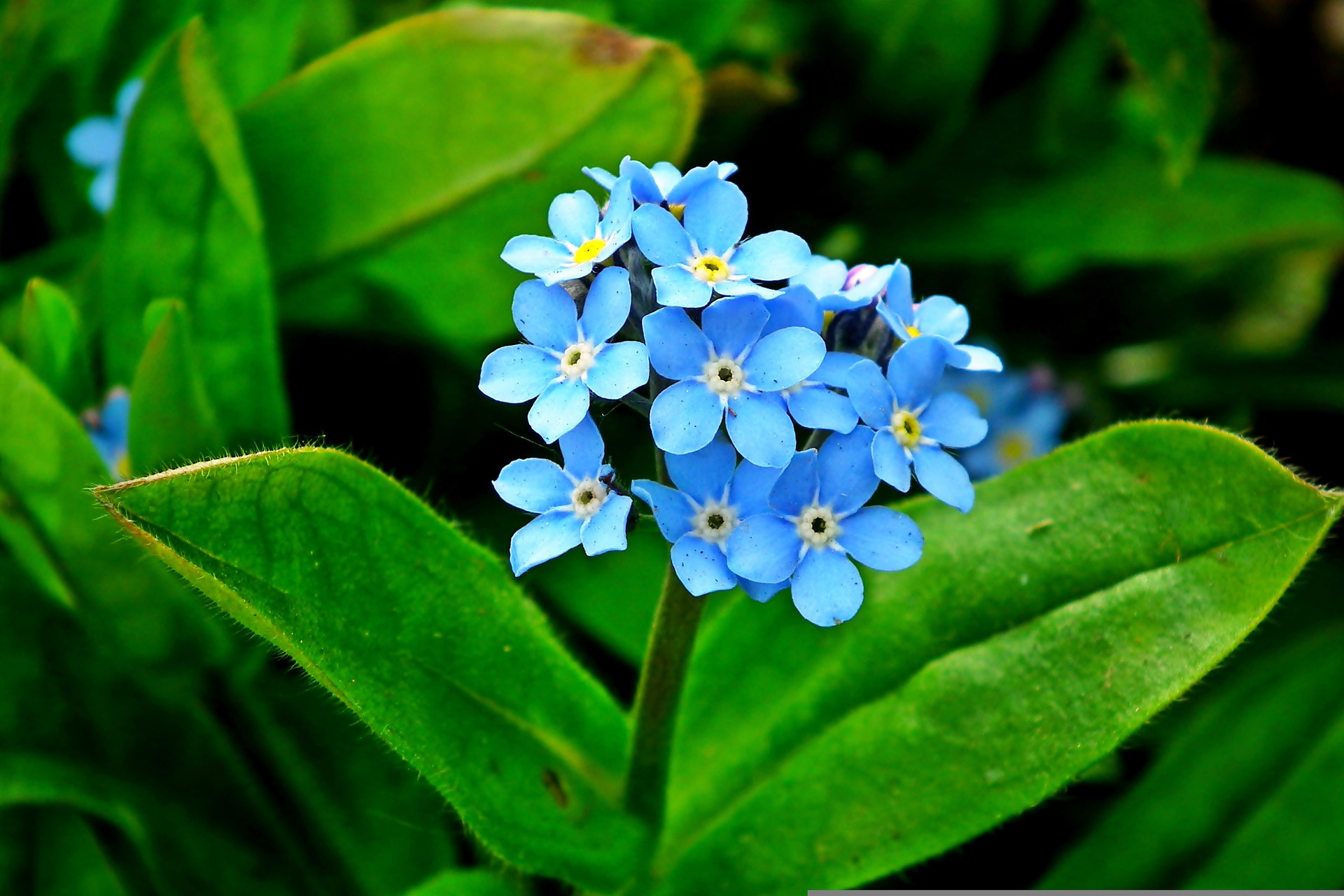 Посадите эти цветы под зиму и весной получите цветущий сад
