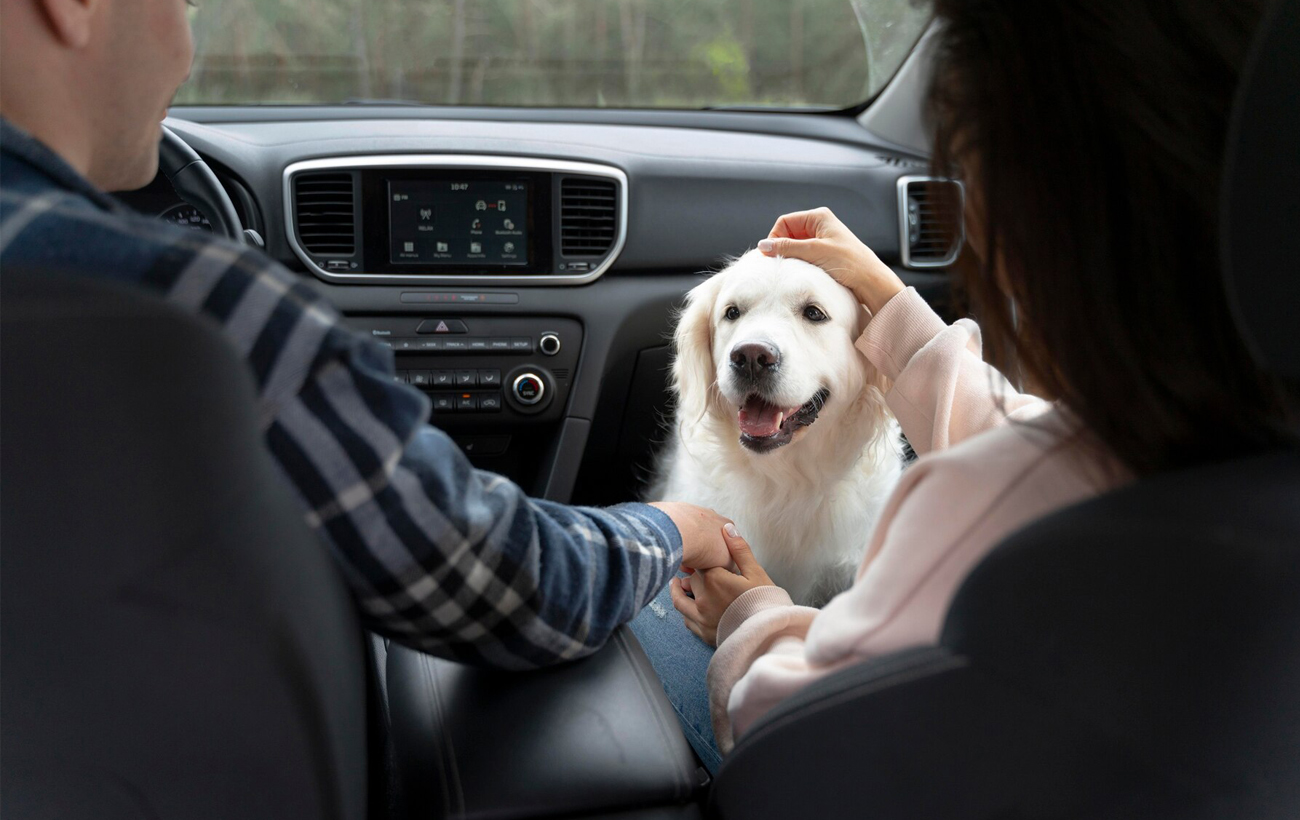 Домашние животные в авто: в чем опасность и как их правильно перевозить