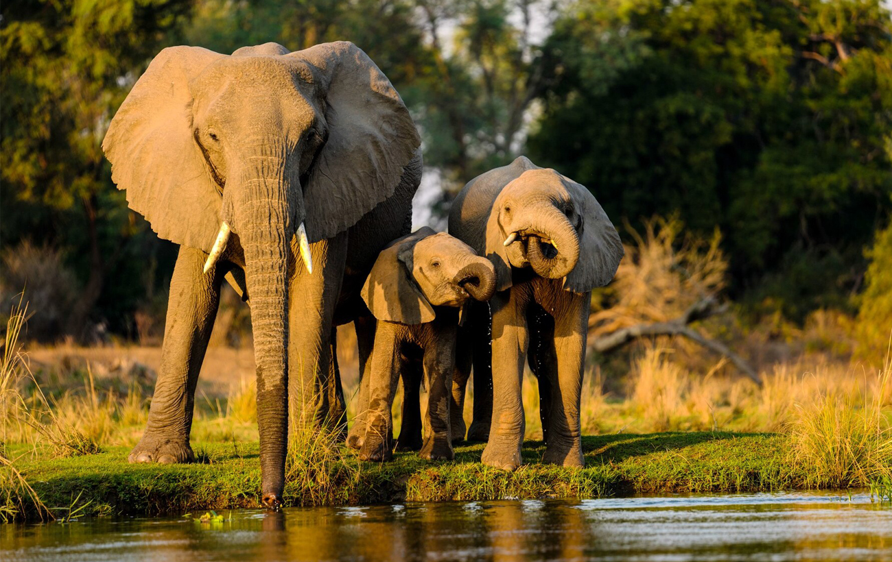 Топ-5 дивовижних фактів, чому тварини перевершують людину