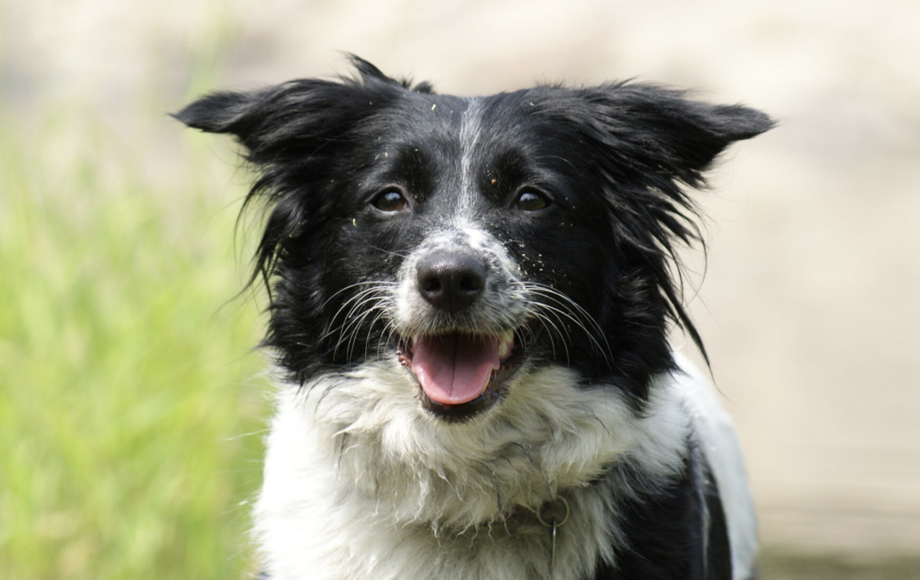 Собаки можуть передбачати майбутнє: містика, природний дар чи все ж є наукове пояснення?