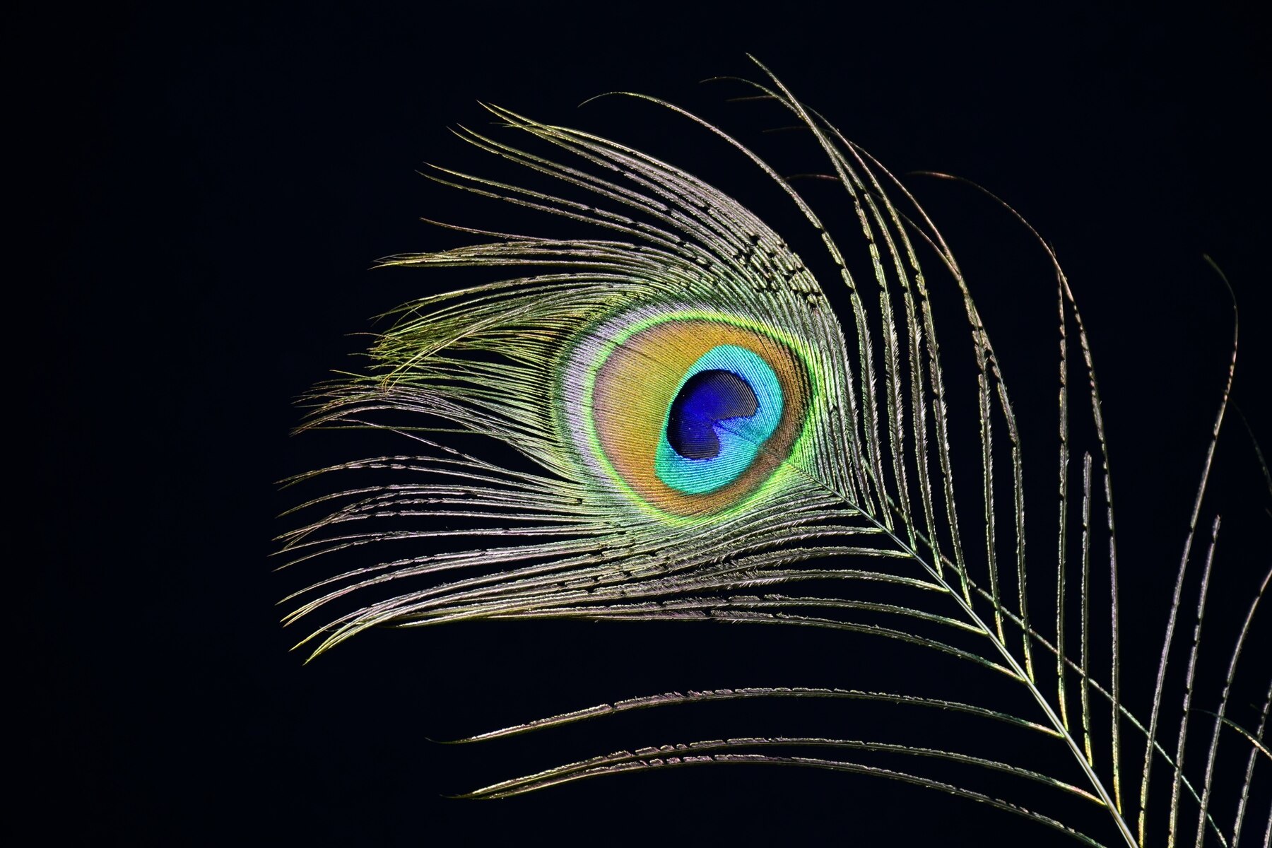 7 речей, які приносять невдачу: ніколи не тримайте їх вдома