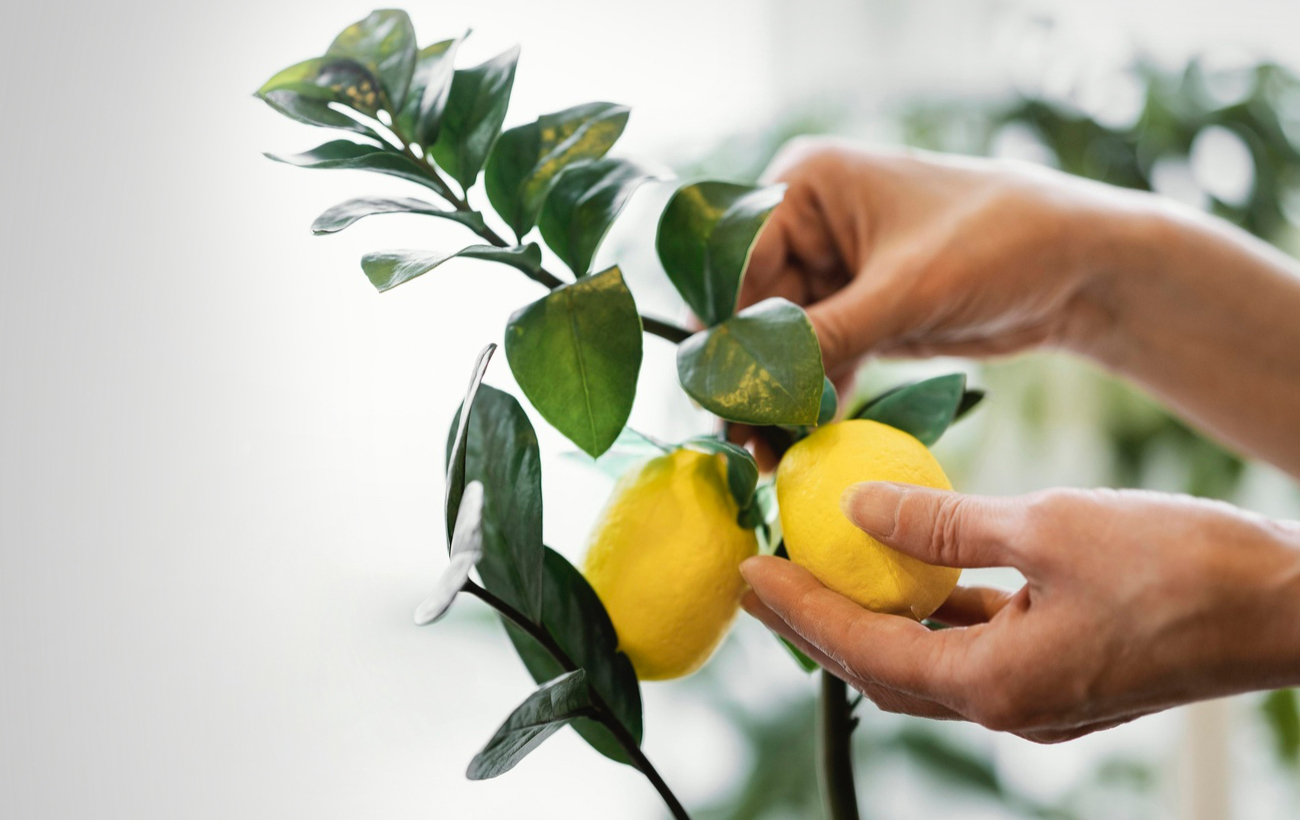 Майбутній лимонад: як вирощувати лимон в горщику