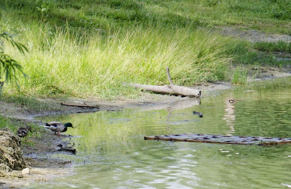 У Києві з'явиться нове озеро на місці майже зниклого: що відомо (фото)