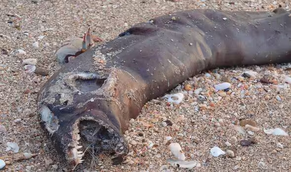 Такого ще не бачили. На берег відомого курорту викинуло "монстра з фільму жахів" (фото)