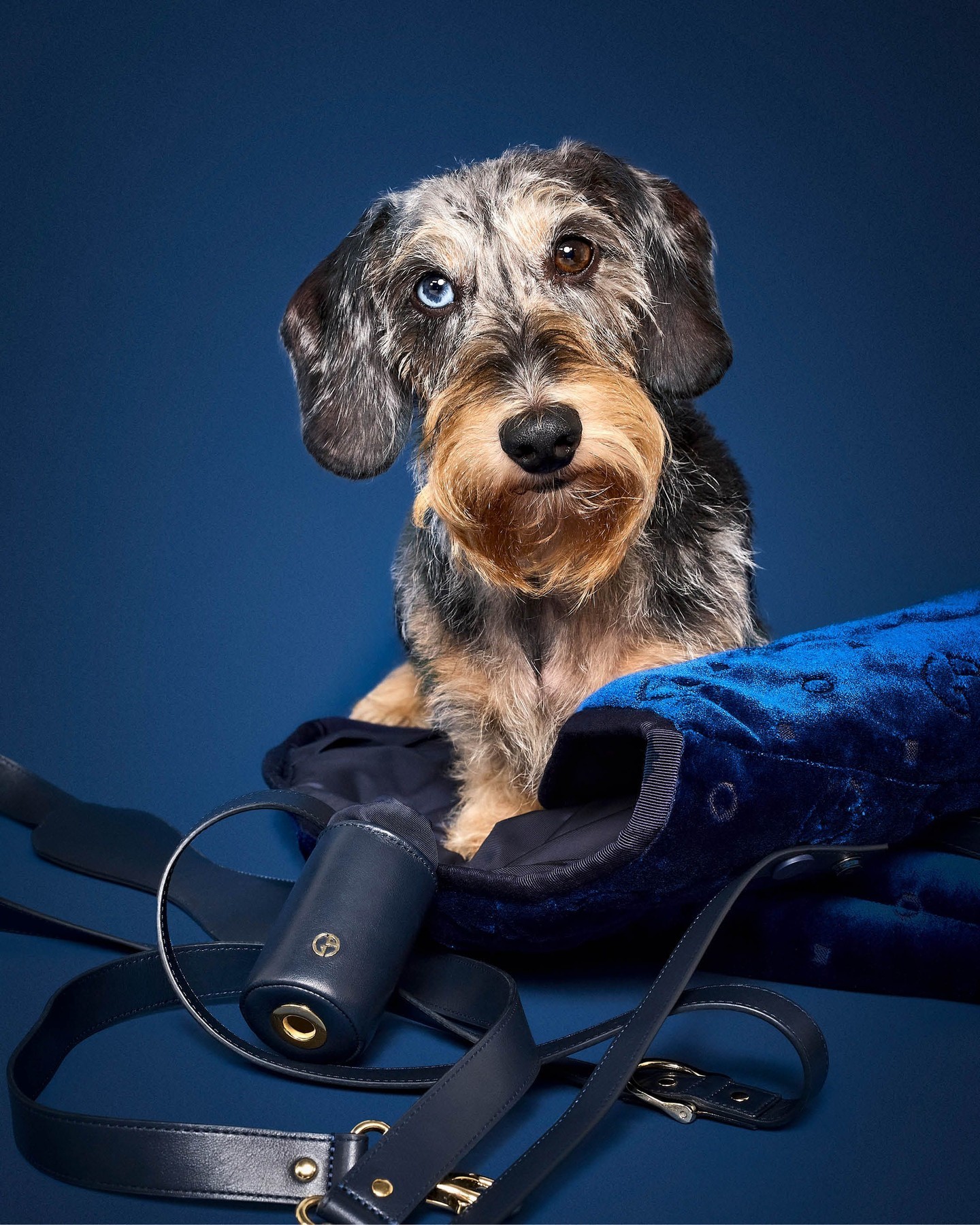 Дорожні сумки, светри та вельветові килимки: світовий бренд показав, якою є собача мода у 2024 році