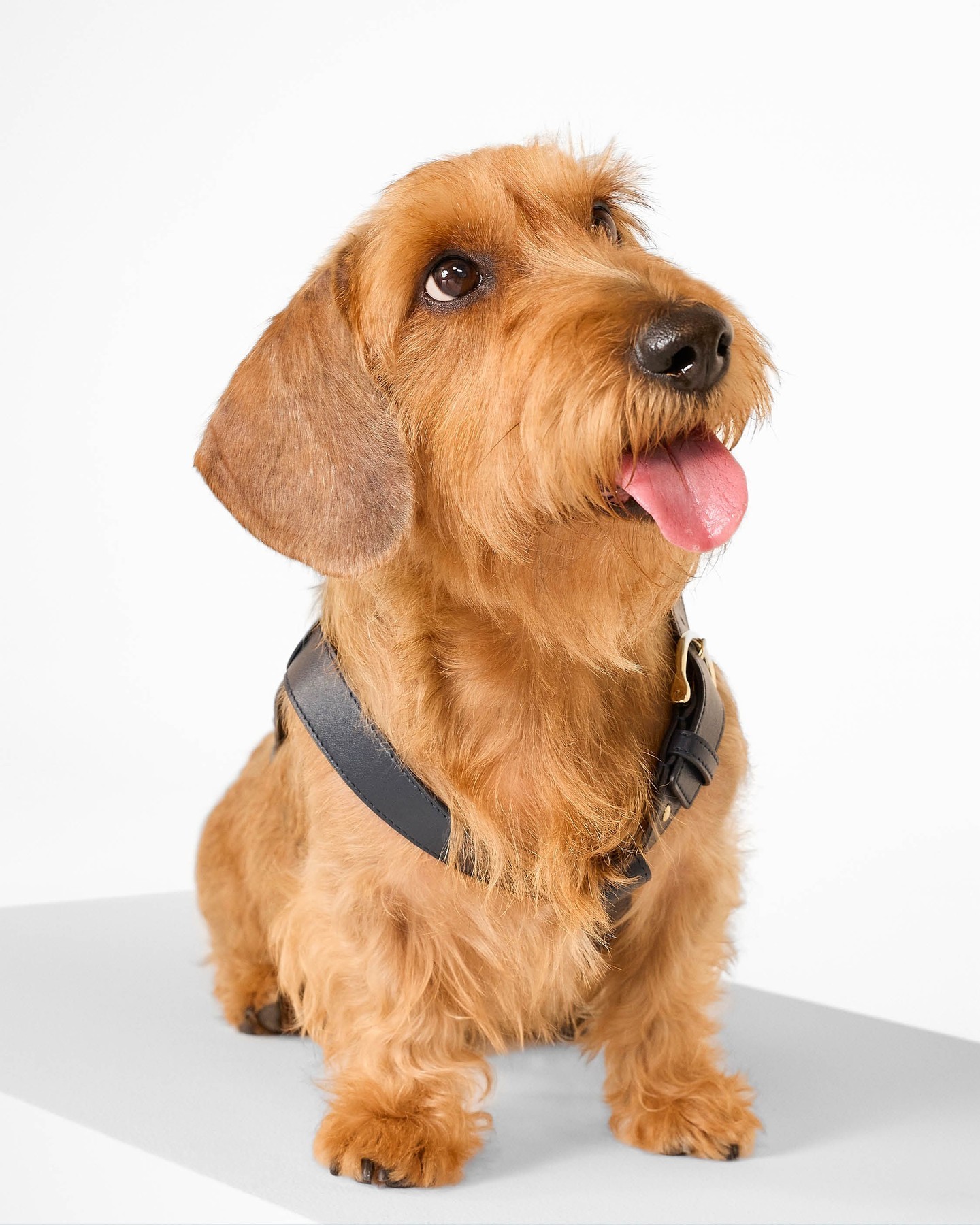 Дорожні сумки, светри та вельветові килимки: світовий бренд показав, якою є собача мода у 2024 році