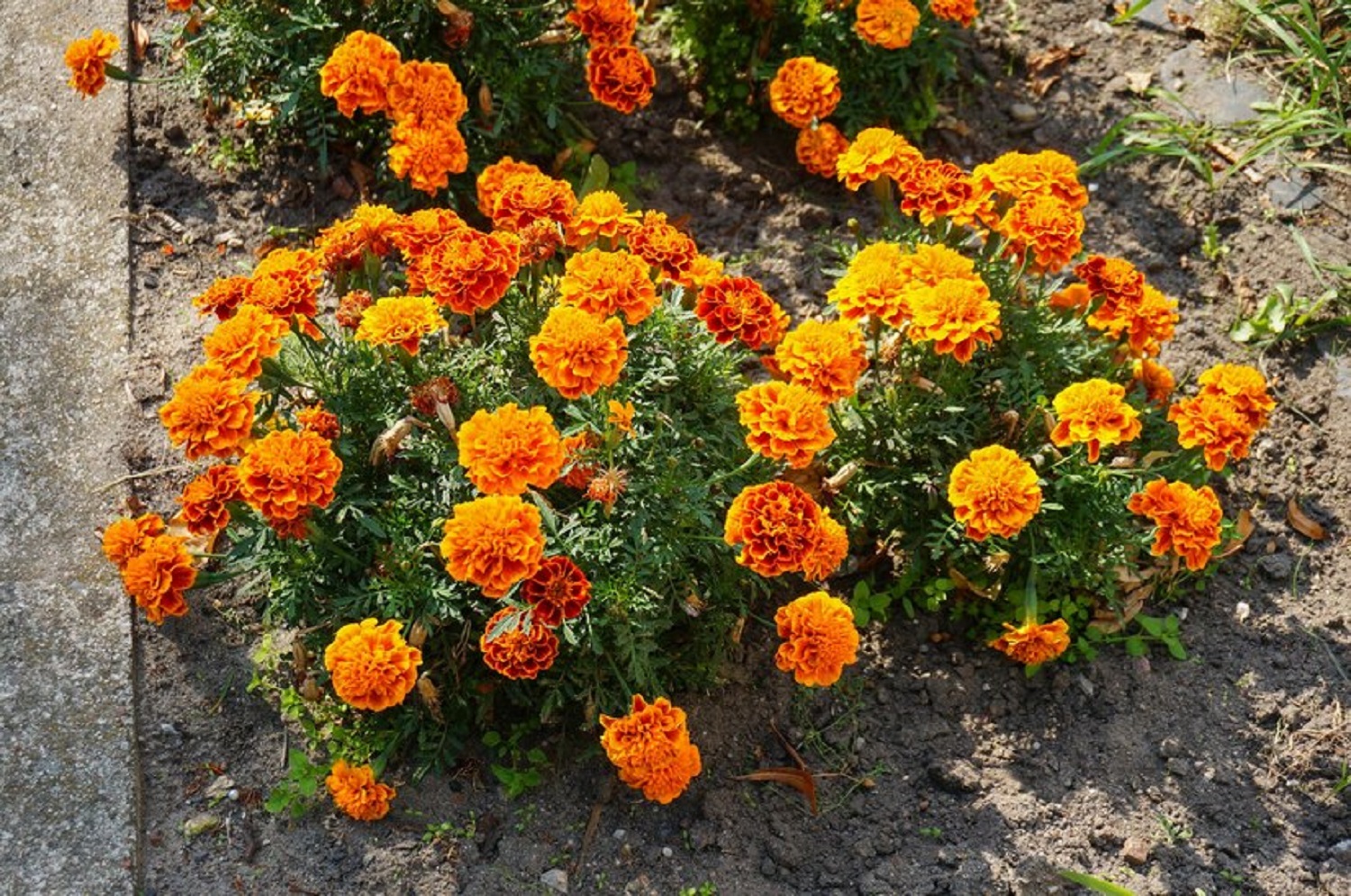 Вредители боятся этих цветов как огня! Посадите их весной в огороде и наслаждайтесь урожаем