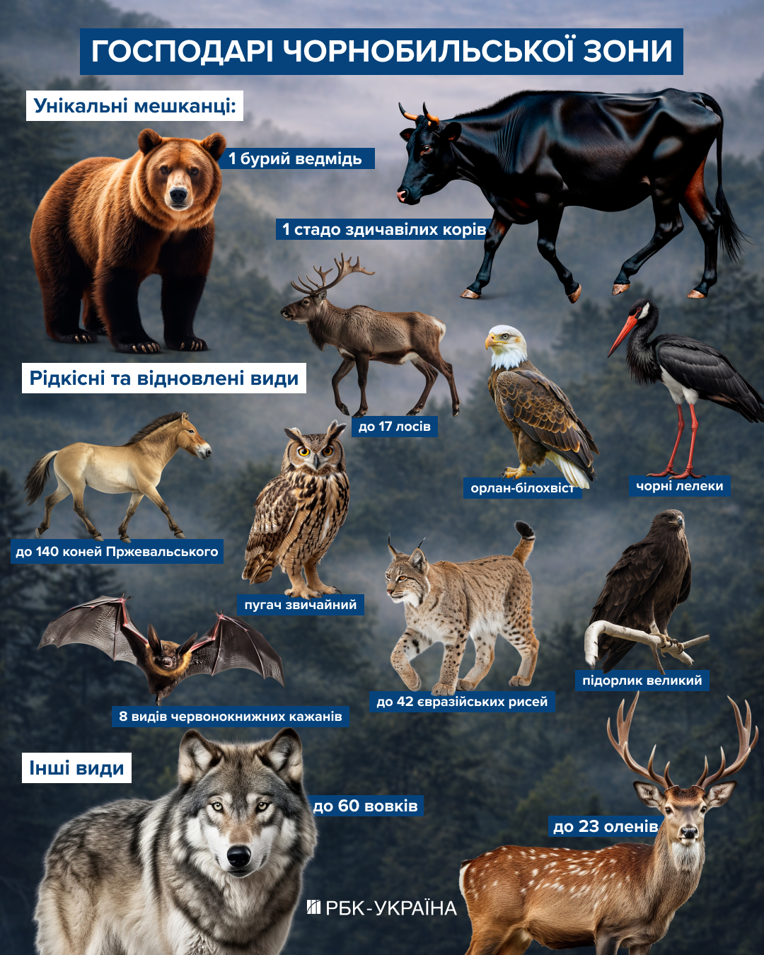 Чи водяться мутанти у Чорнобилі та хто живе у рудому лісі: бліц про тварин зони відчуження