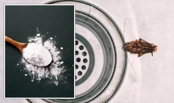 Цей домашній засіб позбавить вас від тарганів раз і назавжди: є на кожній кухні