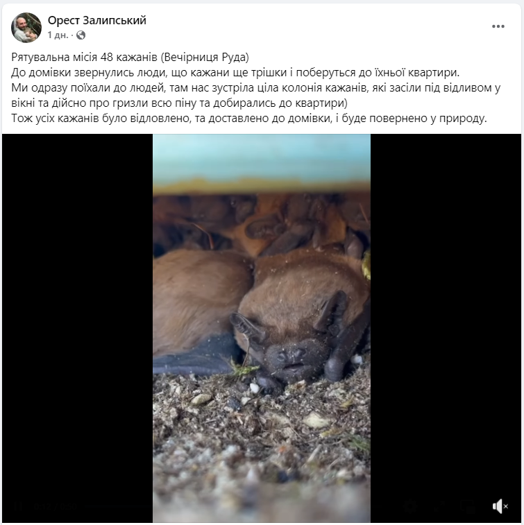 Прогризали шлях до квартири. Львівські зоозахисники врятували майже пів сотні кажанів