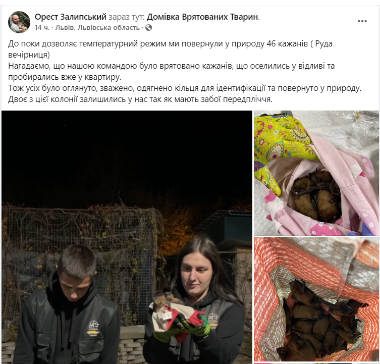 Прогризали шлях до квартири. Львівські зоозахисники врятували майже пів сотні кажанів