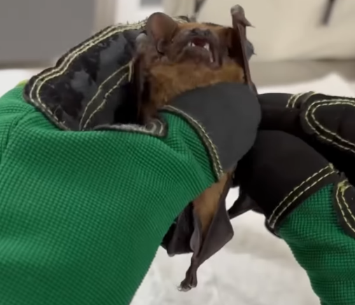 Прогризали шлях до квартири. Львівські зоозахисники врятували майже пів сотні кажанів