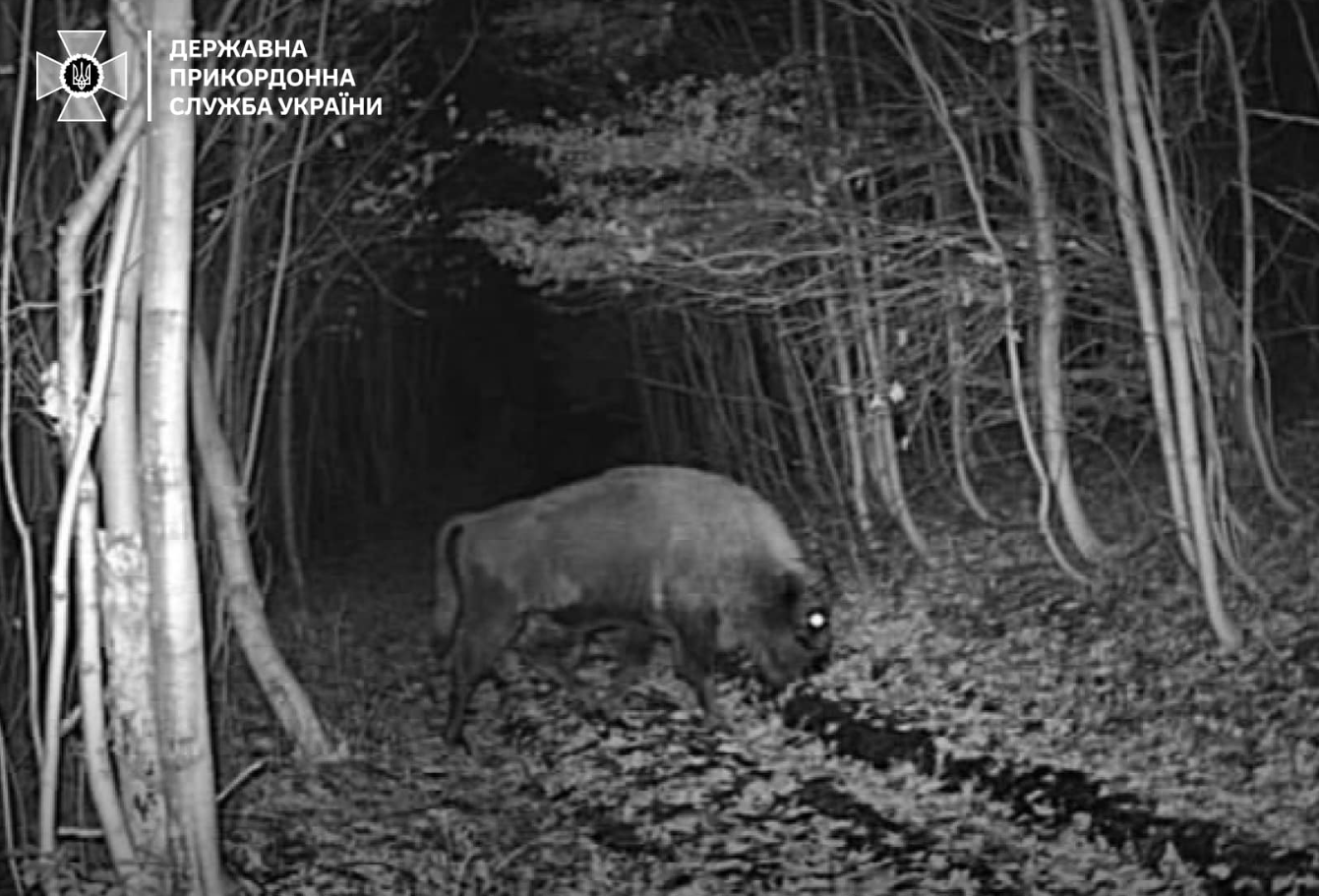Навіть зубр. Українців попередили про "хвилю вторгнень" диких звірів на кордоні (фото)