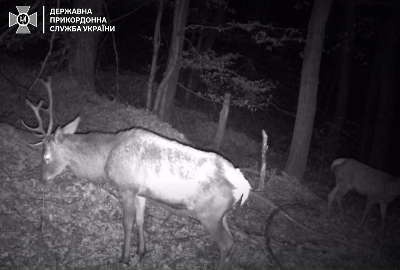 Навіть зубр. Українців попередили про "хвилю вторгнень" диких звірів на кордоні (фото)