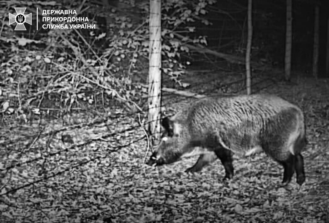 Навіть зубр. Українців попередили про "хвилю вторгнень" диких звірів на кордоні (фото)