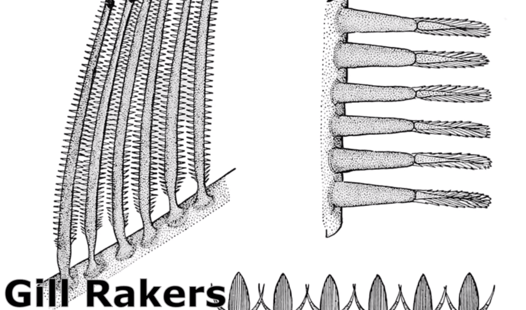 Монстр з океанських глибин. Чи варто насправді боятися "морського змія" - найдовшої у світі риби
